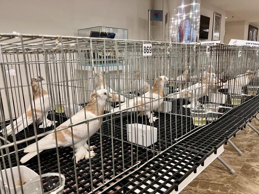  Araba değerindeki güvercinler Antalya’da kıyasıya yarıştı