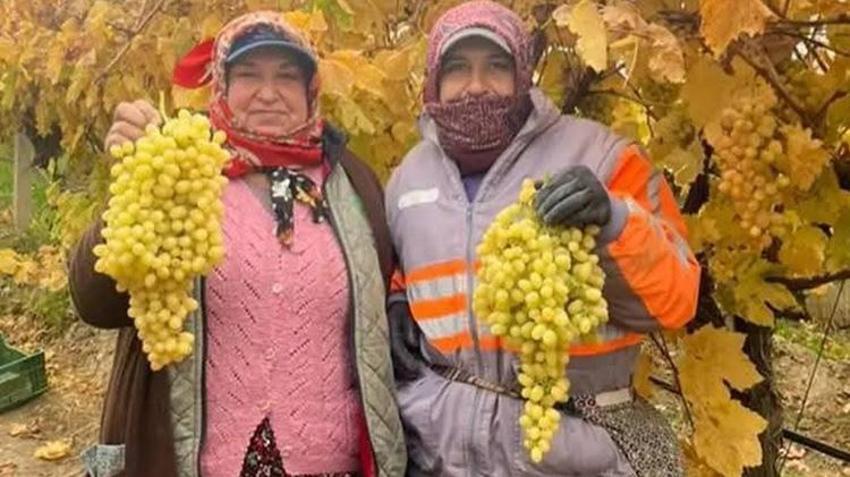Manisa'da kış ayında üzüm hasadı yapılıyor!