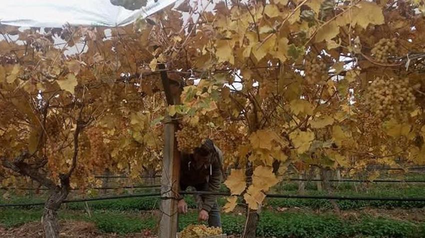 Manisa'da kış ayında üzüm hasadı yapılıyor!