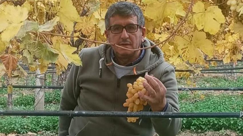 Manisa'da kış ayında üzüm hasadı yapılıyor!