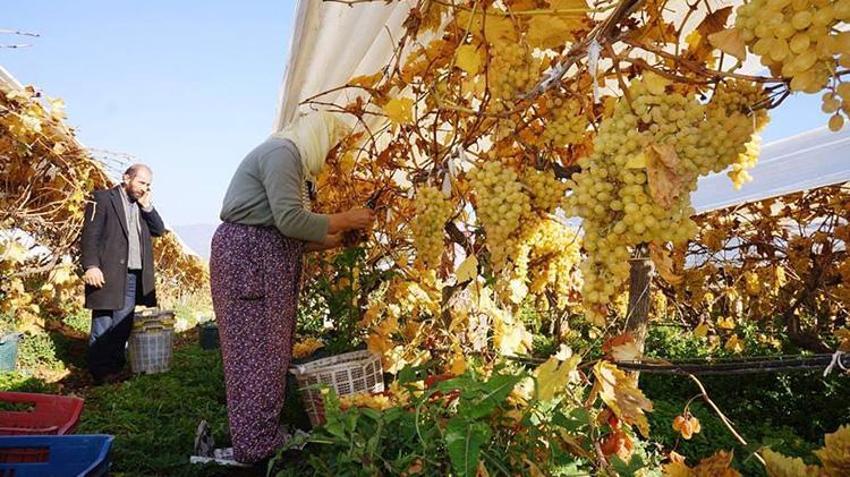 Manisa'da kış ayında üzüm hasadı yapılıyor!