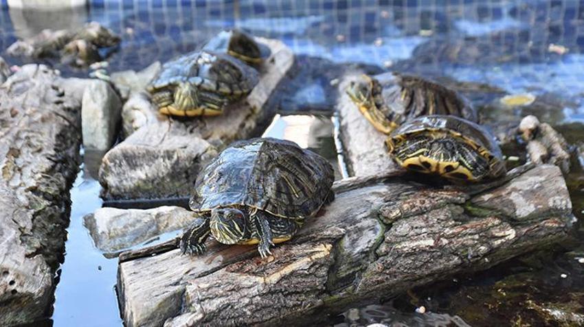 İzmir'de 'kaplumbağalı fotoğrafçı' vatandaşın ilgisini çekiyor! Her yıl yaklaşık 500 kaplumbağa buradan geçiyor
