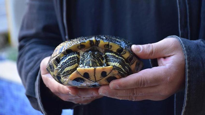 İzmir'de 'kaplumbağalı fotoğrafçı' vatandaşın ilgisini çekiyor! Her yıl yaklaşık 500 kaplumbağa buradan geçiyor