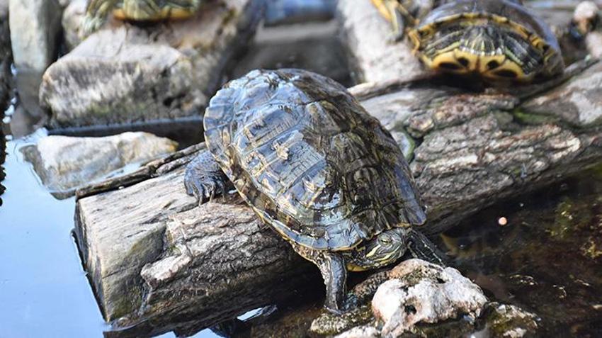 İzmir'de 'kaplumbağalı fotoğrafçı' vatandaşın ilgisini çekiyor! Her yıl yaklaşık 500 kaplumbağa buradan geçiyor
