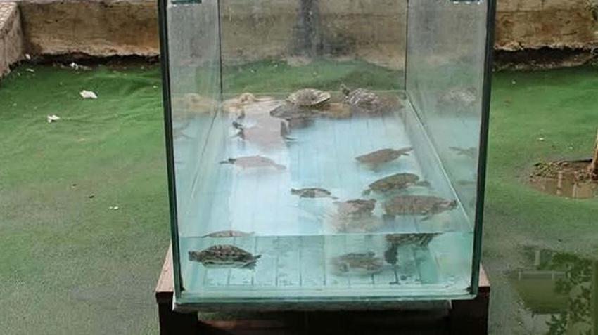 İzmir'de 'kaplumbağalı fotoğrafçı' vatandaşın ilgisini çekiyor! Her yıl yaklaşık 500 kaplumbağa buradan geçiyor