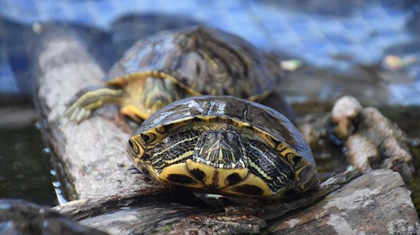 İzmir'de 'kaplumbağalı fotoğrafçı' vatandaşın ilgisini çekiyor! Her yıl yaklaşık 500 kaplumbağa buradan geçiyor