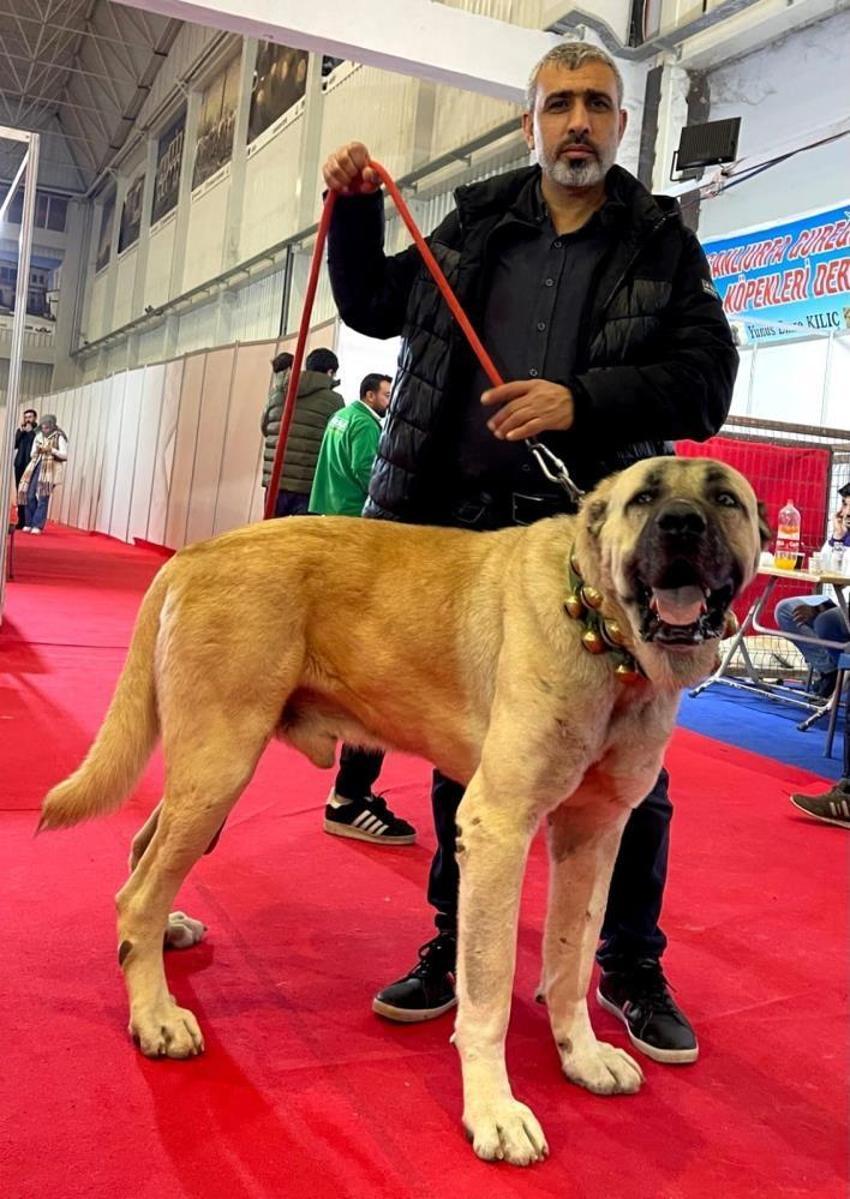 Şanlıurfa'nın simgesi olmaya aday: Çobanların vazgeçilmezi Guregh köpekleri uluslararası arenada