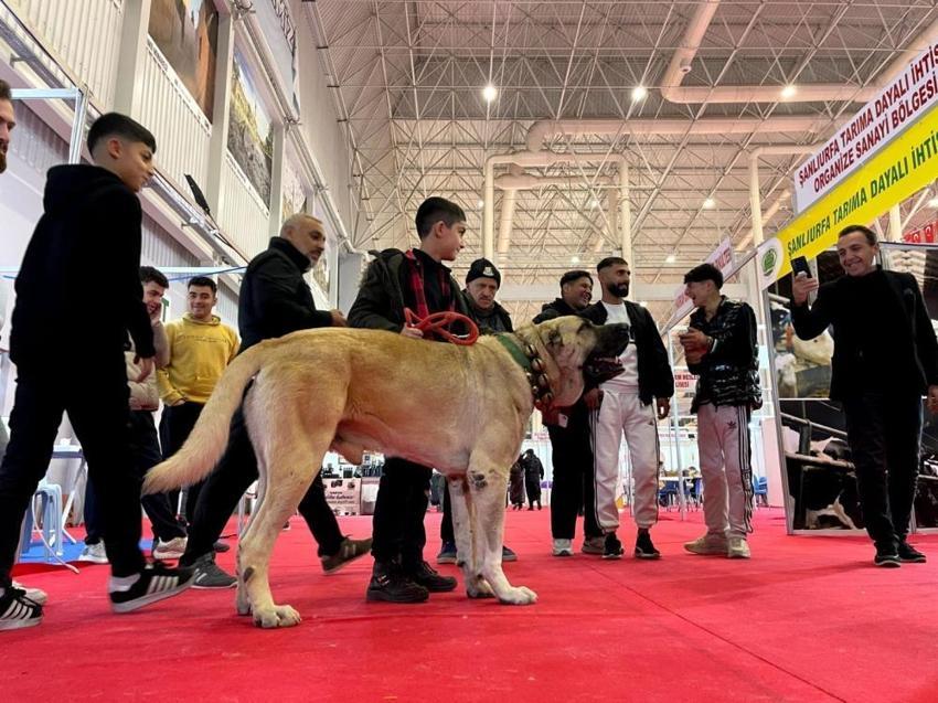 Şanlıurfa'nın simgesi olmaya aday: Çobanların vazgeçilmezi Guregh köpekleri uluslararası arenada