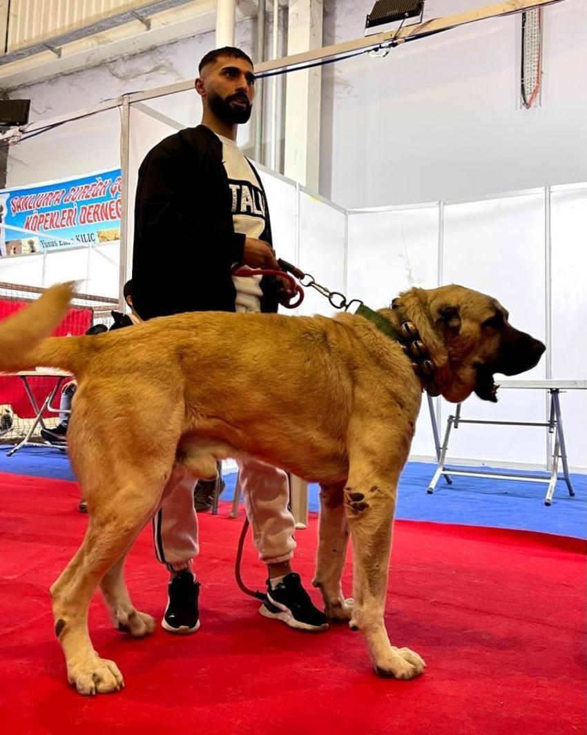 Şanlıurfa'nın simgesi olmaya aday: Çobanların vazgeçilmezi Guregh köpekleri uluslararası arenada