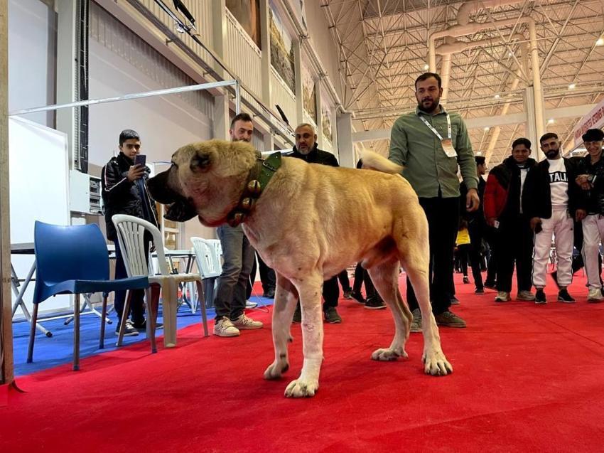 Şanlıurfa'nın simgesi olmaya aday: Çobanların vazgeçilmezi Guregh köpekleri uluslararası arenada