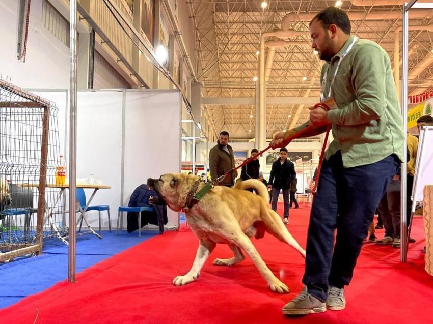Şanlıurfa'nın simgesi olmaya aday: Çobanların vazgeçilmezi Guregh köpekleri uluslararası arenada