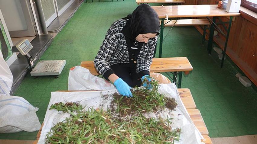 Doğadan toplanması yasak! Kilosu altın değerinde, talep patlaması yaşıyor