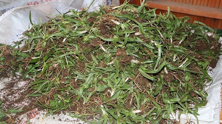 Doğadan toplanması yasak! Kilosu altın değerinde, talep patlaması yaşıyor