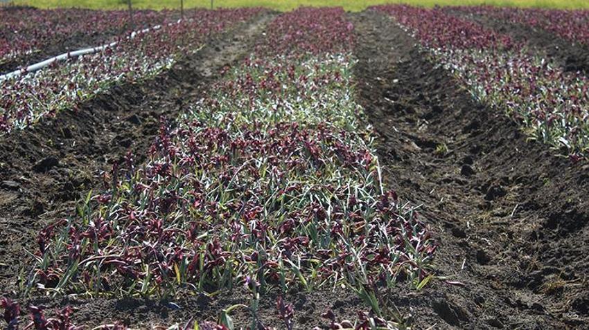 Doğadan toplanması yasak! Kilosu altın değerinde, talep patlaması yaşıyor