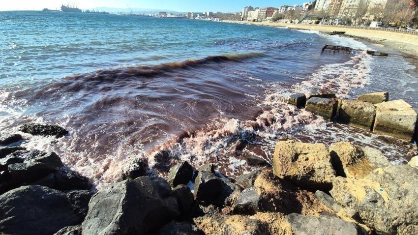 Marmara'da alarm! Kızıl yosun akıntısı kıyılara vurdu