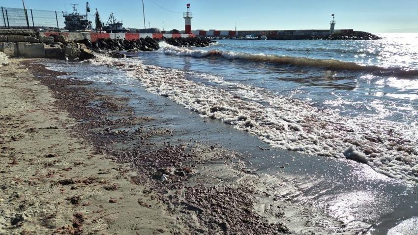 Marmara'da alarm! Kızıl yosun akıntısı kıyılara vurdu