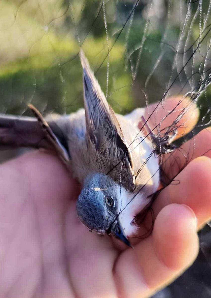 Nesli tükenme tehlikesinde kuşlar restoranda meze yapılıyor! Koruma altında olan kuşların popülasyonunda dikkat çeken düşüş