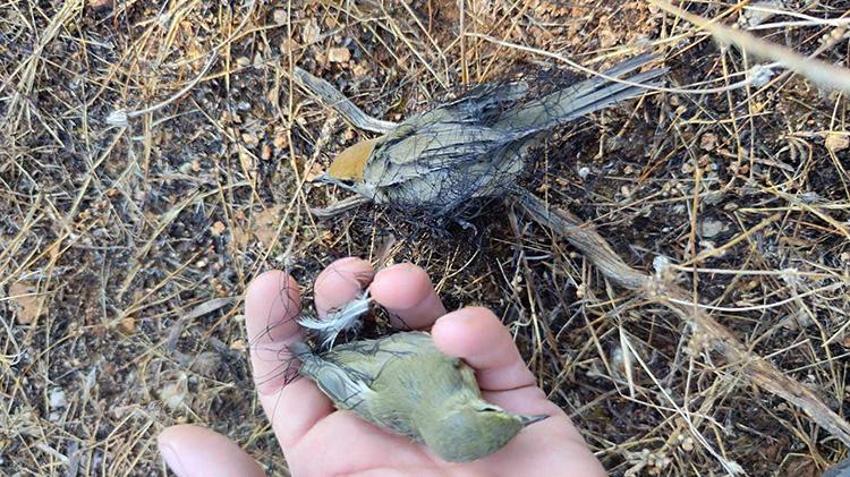 Nesli tükenme tehlikesinde kuşlar restoranda meze yapılıyor! Koruma altında olan kuşların popülasyonunda dikkat çeken düşüş