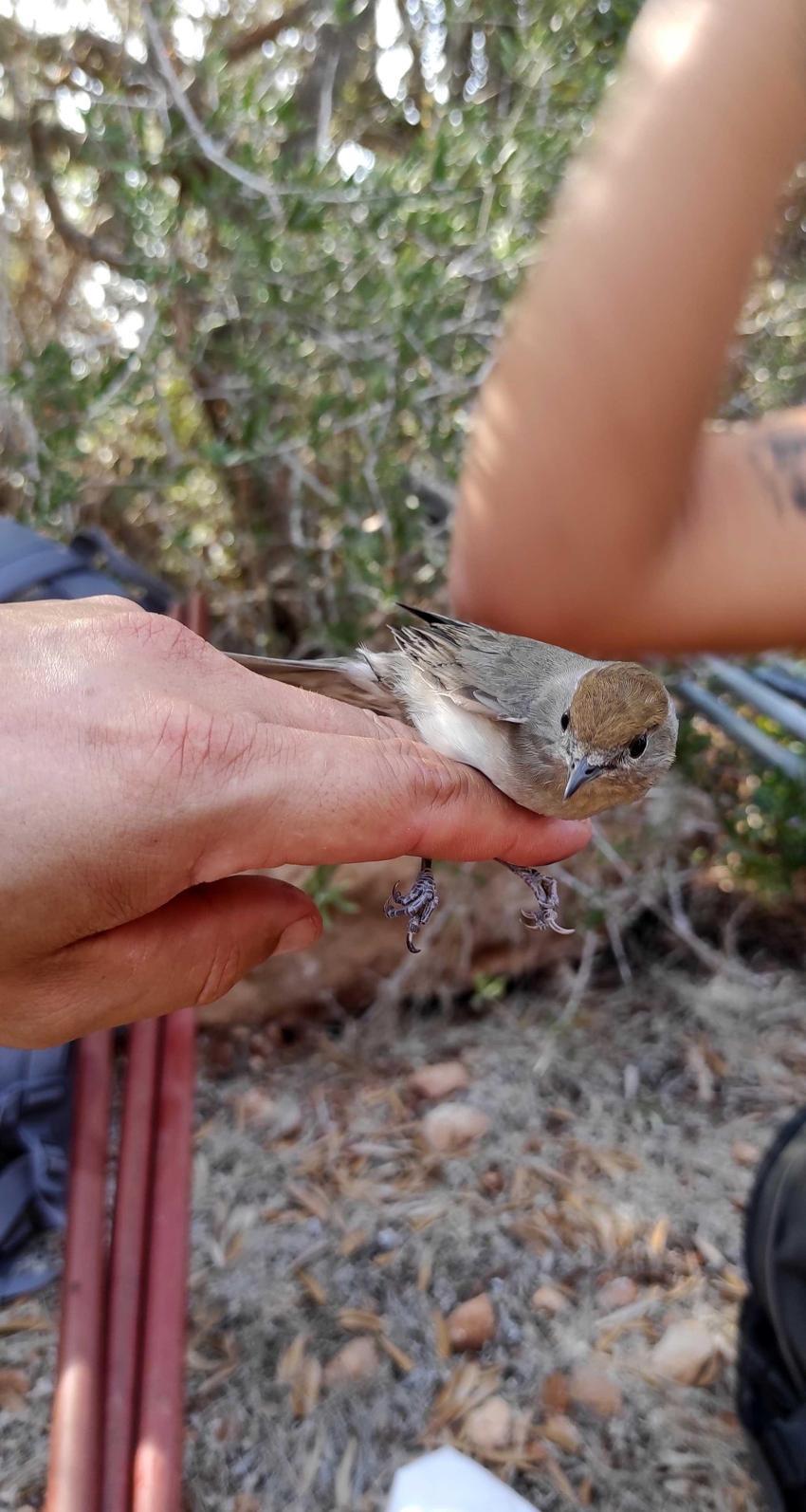 Nesli tükenme tehlikesinde kuşlar restoranda meze yapılıyor! Koruma altında olan kuşların popülasyonunda dikkat çeken düşüş