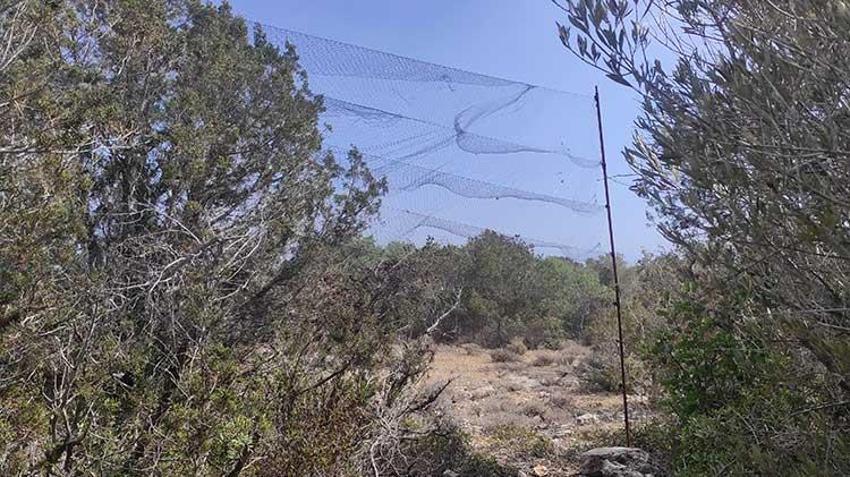 Nesli tükenme tehlikesinde kuşlar restoranda meze yapılıyor! Koruma altında olan kuşların popülasyonunda dikkat çeken düşüş
