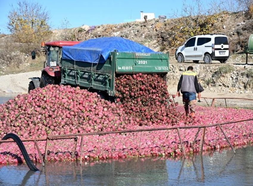 Binlerce kişinin umut kapısı! Hasat dönemi başladı