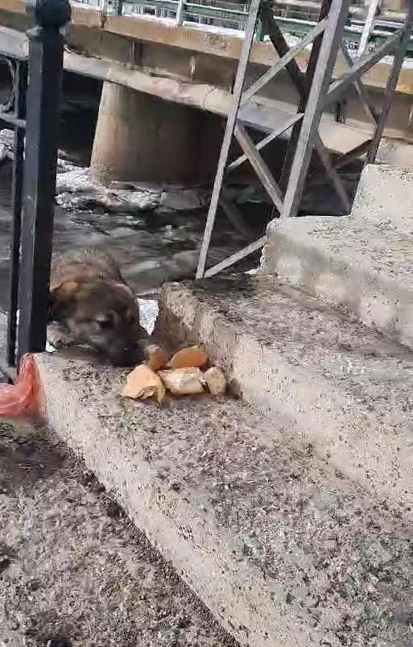 Dondurucu soğukların görüldüğü Bayburt'ta köpek kurtarma operasyonu! Buz tutan nehre girdi