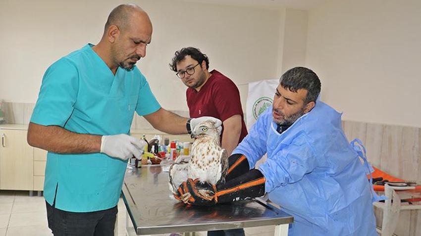Diyarbakır'da Yabani Hayvan Merkezi binlerce yabani hayvana yeni bir hayat verdi