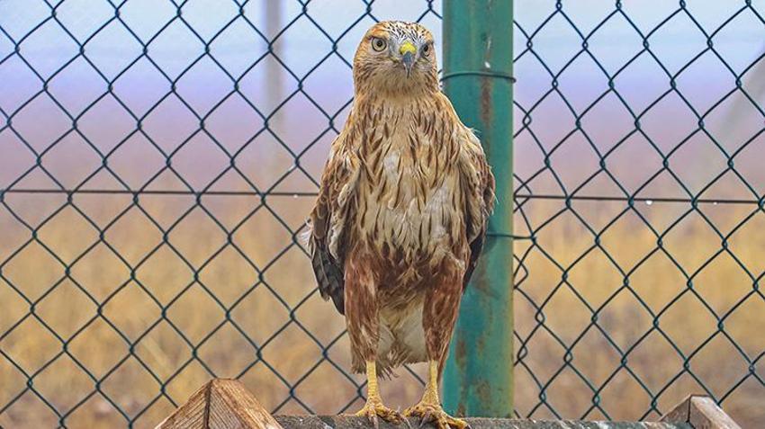 Diyarbakır'da Yabani Hayvan Merkezi binlerce yabani hayvana yeni bir hayat verdi