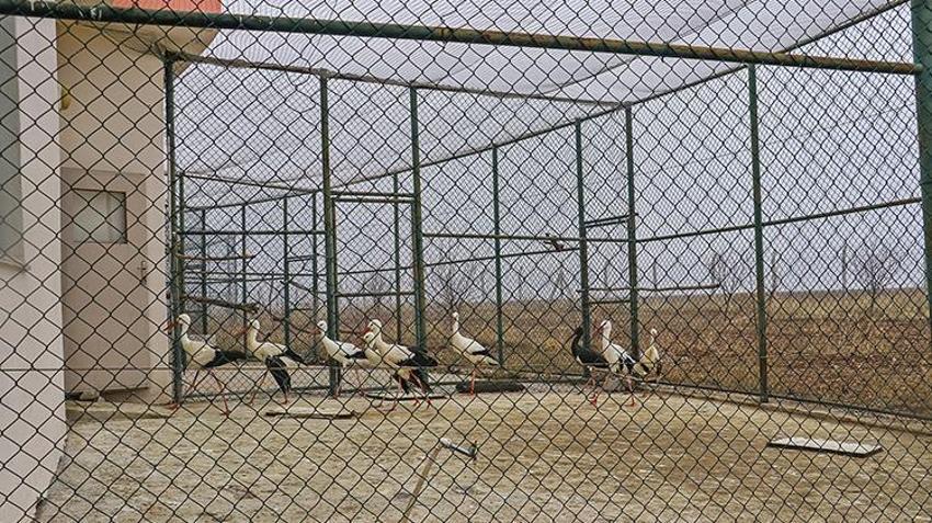 Diyarbakır'da Yabani Hayvan Merkezi binlerce yabani hayvana yeni bir hayat verdi