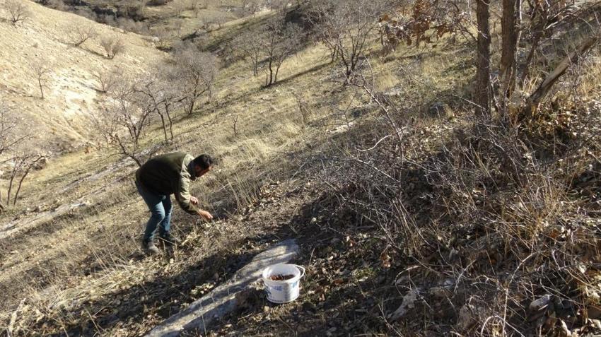 Doğuda kış mevsiminin vazgeçilmezi! Hem lezzet hem de şifa kaynağı