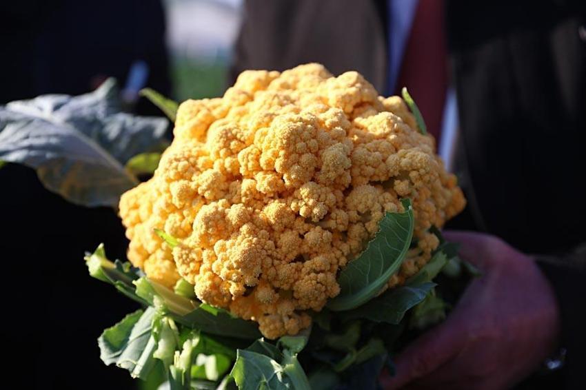 Samsun'da hasat başladı, talep yağıyor! Turuncu 75 günde mor 85 günde yetişiyor