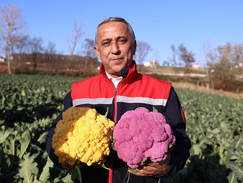 Samsun'da hasat başladı, talep yağıyor! Turuncu 75 günde mor 85 günde yetişiyor