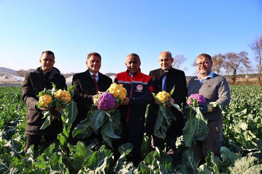 Samsun'da hasat başladı, talep yağıyor! Turuncu 75 günde mor 85 günde yetişiyor