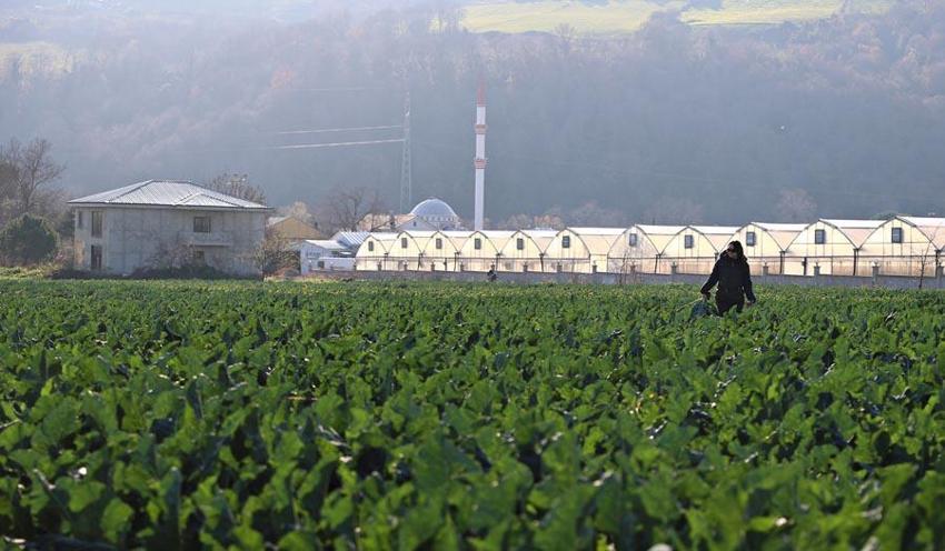 Samsun'da hasat başladı, talep yağıyor! Turuncu 75 günde mor 85 günde yetişiyor