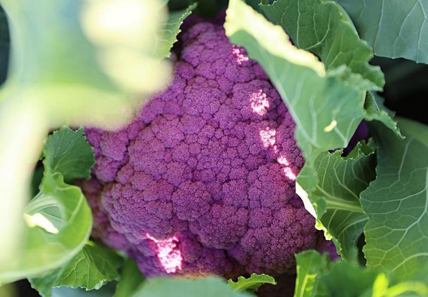 Samsun'da hasat başladı, talep yağıyor! Turuncu 75 günde mor 85 günde yetişiyor