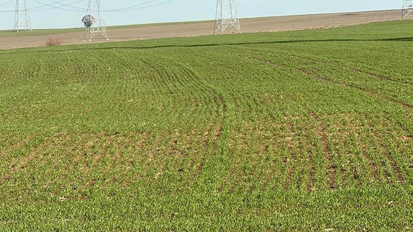 Trakya'da yaşanan kuraklık çiftçileri zor durumda bırakıyor! Su krizine çözüm bulacak proje hayata geçiyor