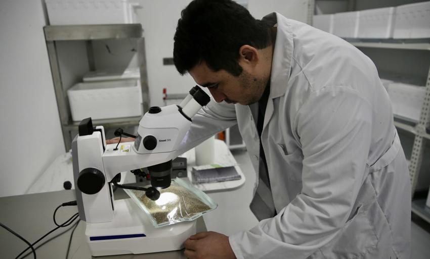 Laboratuvarda üretilen avcı böcekler biyolojik mücadelede etkin rol oynayacak! Fethiye'de tarımın geleceğini değiştirecek yerli proje!