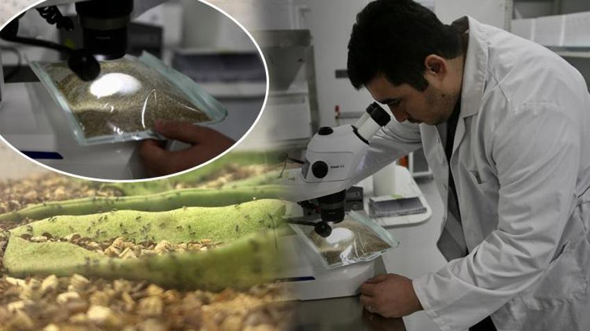 Laboratuvarda üretilen avcı böcekler biyolojik mücadelede etkin rol oynayacak! Fethiye'de tarımın geleceğini değiştirecek yerli proje!