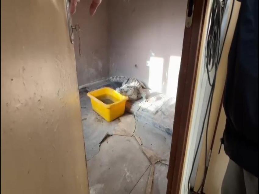 Polis Çerkez Cengiz'in villasına operasyon düzenledi! Nil timsahı ve anakonda yılanı ele geçirildi