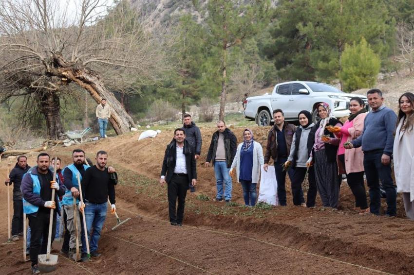 Feke'de sahlep fidanları toprakla buluştu! İlçenin katma değerini artıracak