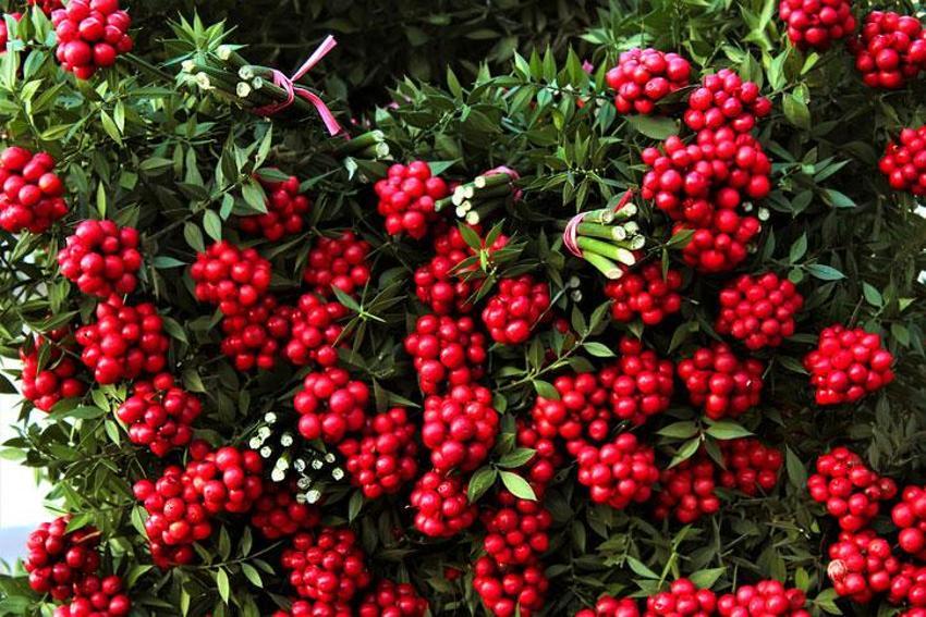 Yeni yılda hem şans hem bereket getiriyor! Adana'da yılbaşı öncesi çiçekçilerde kokina çiçeği mesaisi sürüyor