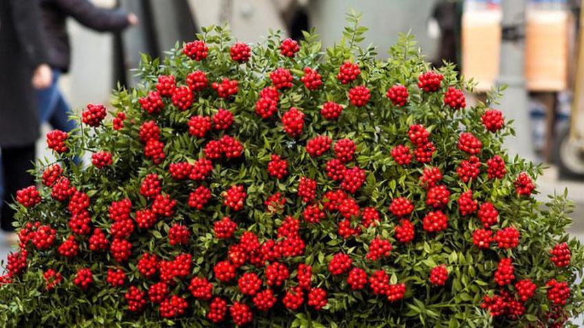 Yeni yılda hem şans hem bereket getiriyor! Adana'da yılbaşı öncesi çiçekçilerde kokina çiçeği mesaisi sürüyor