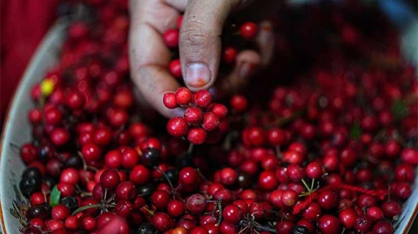 Yeni yılda hem şans hem bereket getiriyor! Adana'da yılbaşı öncesi çiçekçilerde kokina çiçeği mesaisi sürüyor