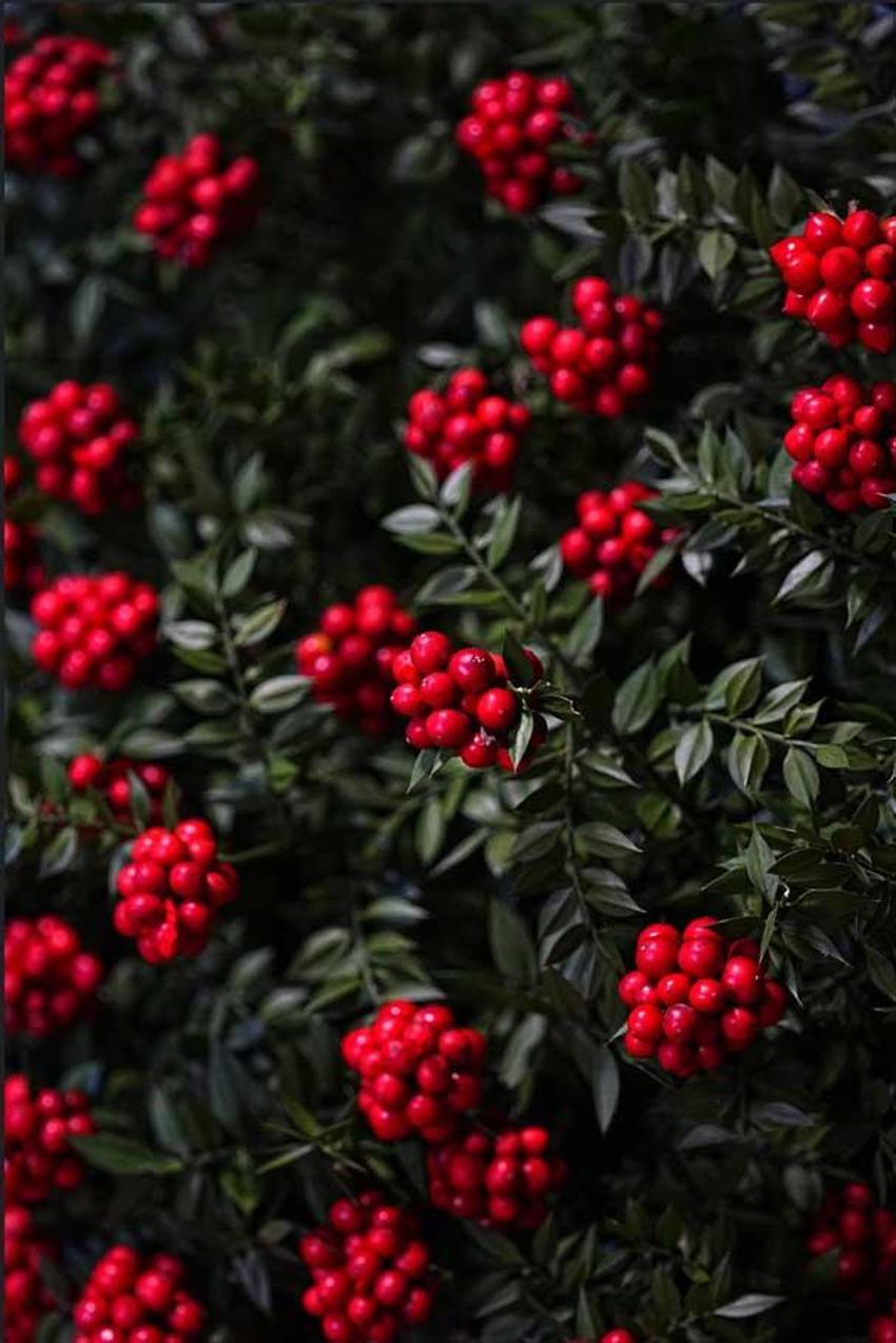 Yeni yılda hem şans hem bereket getiriyor! Adana'da yılbaşı öncesi çiçekçilerde kokina çiçeği mesaisi sürüyor