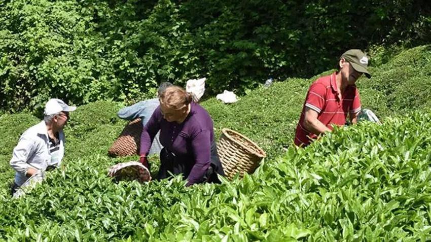 Çayın başkentinde 4. sürgün hasat şaşkınlığı: 'İklim krizinin çaya olumlu etkisi oldu'