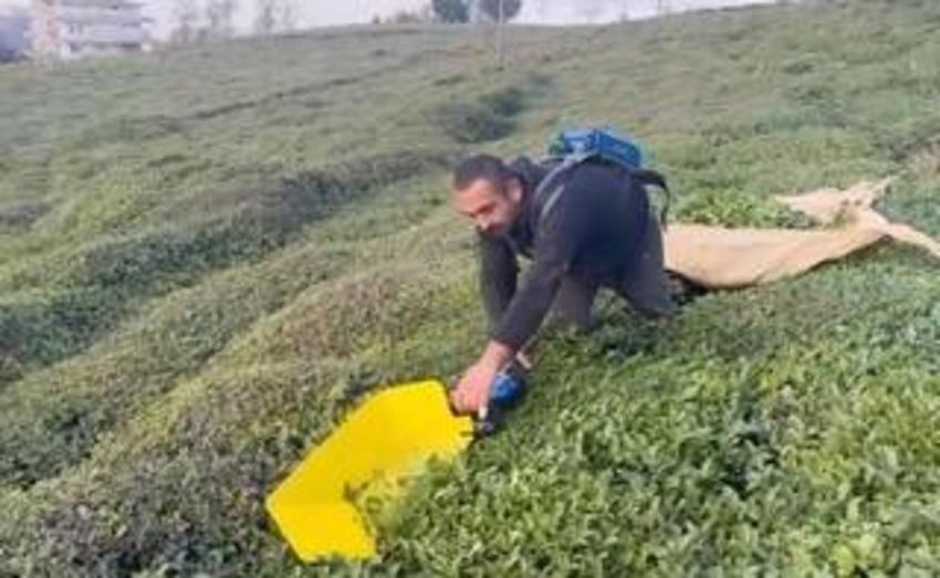 Çayın başkentinde 4. sürgün hasat şaşkınlığı: 'İklim krizinin çaya olumlu etkisi oldu'