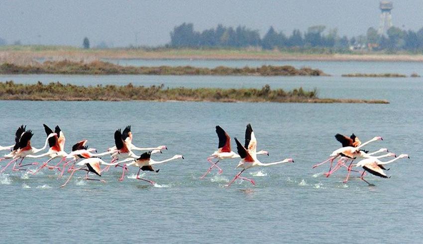 Akyatan Lagünü'nde göçmen kuşların etkisini araştırılıyor