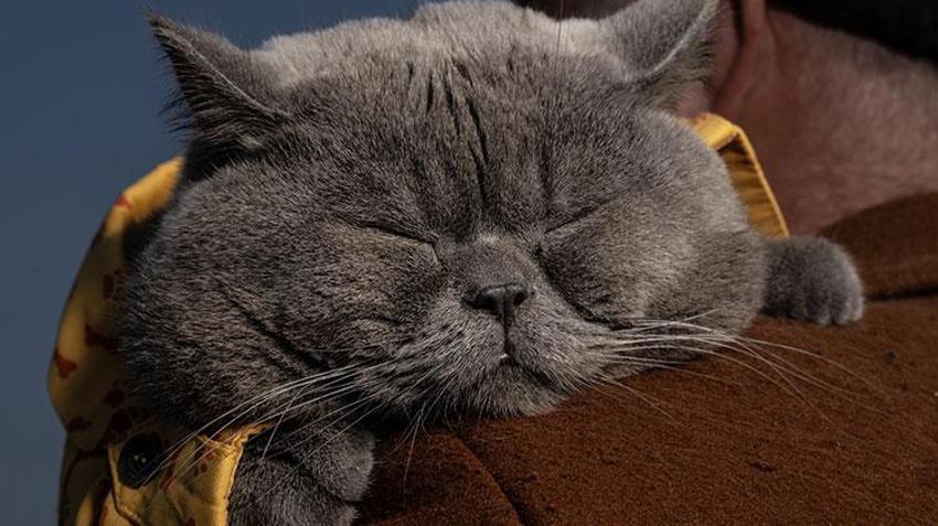 Kedi 'reis' sahibinin omzunda İstanbul'u keşfediyor