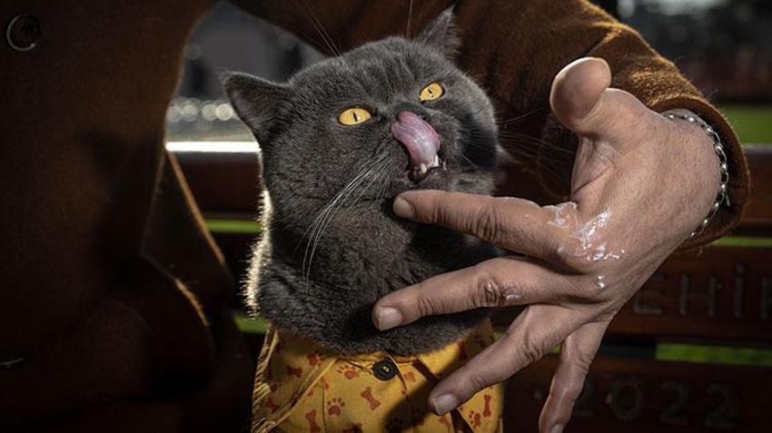 Kedi 'reis' sahibinin omzunda İstanbul'u keşfediyor