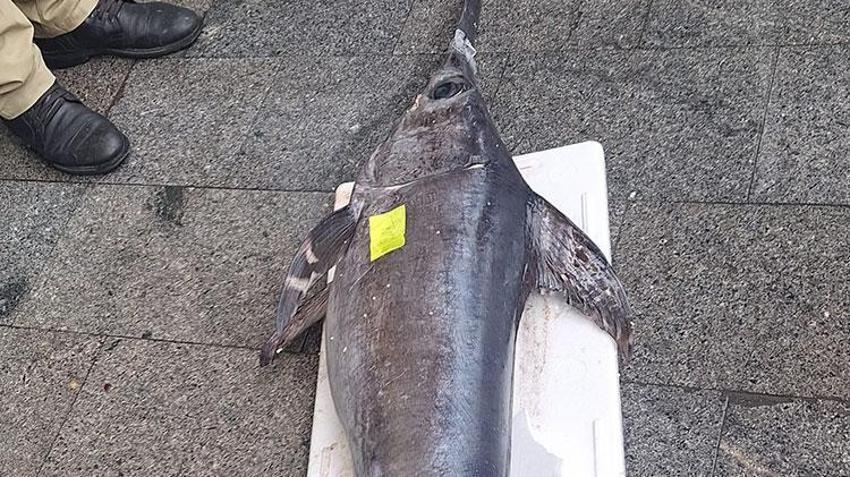 Antalya'da şehirlerarası otobüsle gönderilen kolide maymun çıktı!